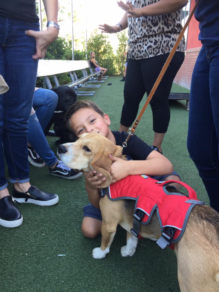 Diabetic alert shop dog grants